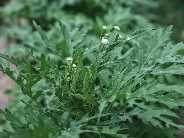 Parthenium hystophorus